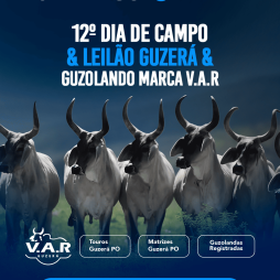 Leilão Guzerá & Guzolando V.A.R