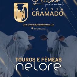 Leilão Presencial Fazenda Gramado